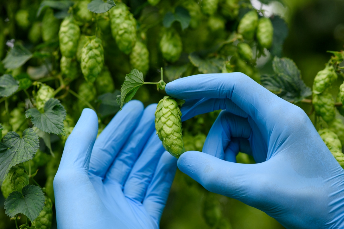 Gloved hands harvesting hops