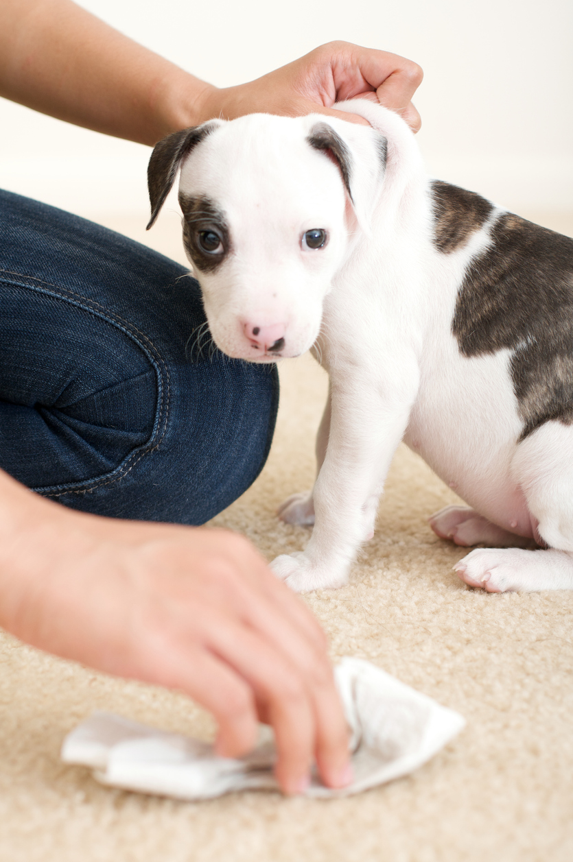 Pit bull Puppie's first accident