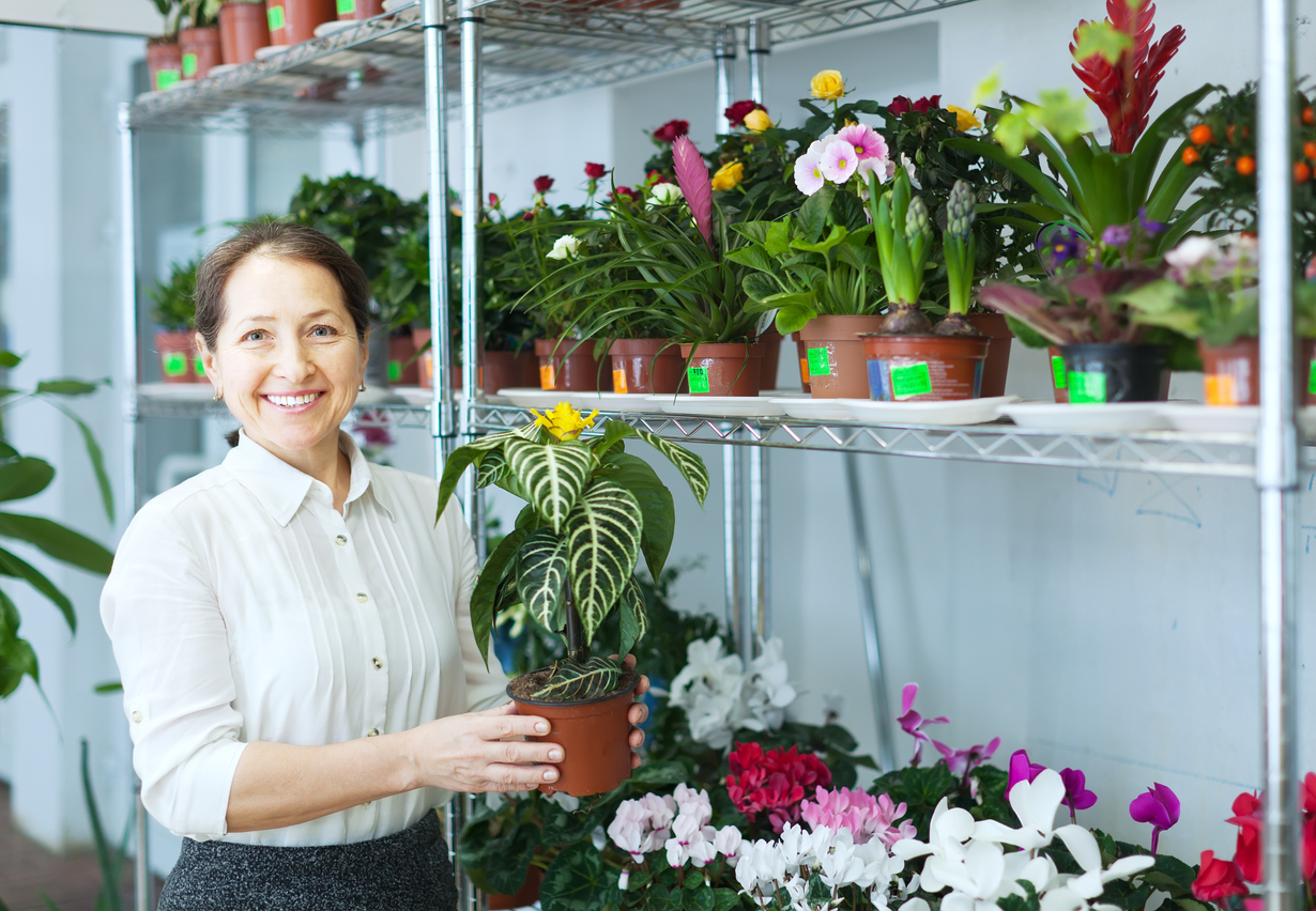 zebra plant care