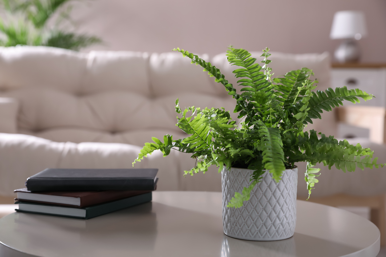 low light house plants potted fern in living room