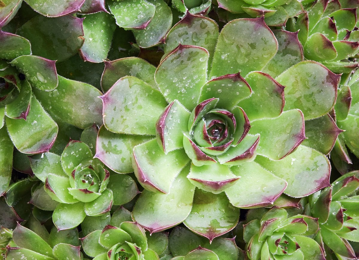 50 Plants That Thrive in Any Yard