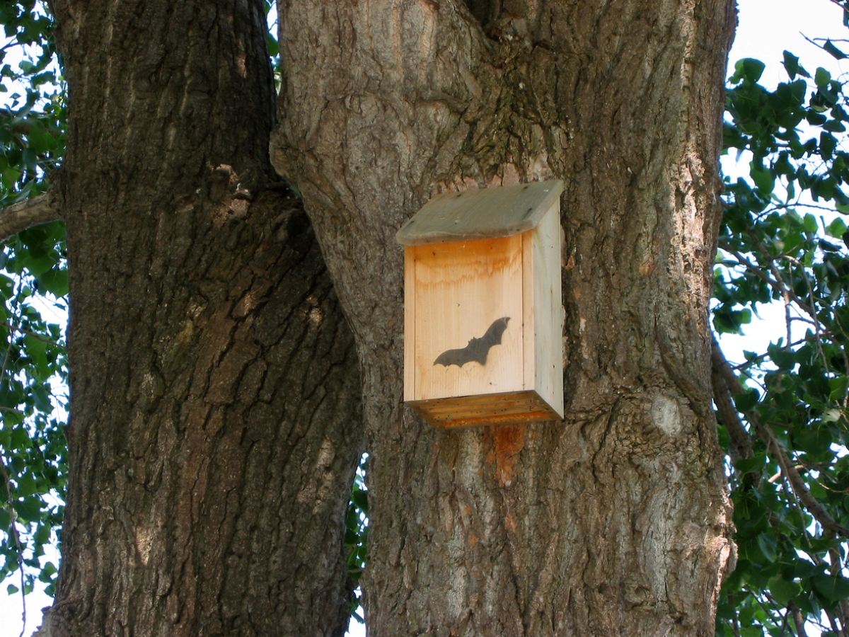 Maison pour chauve-souris sur un arbre