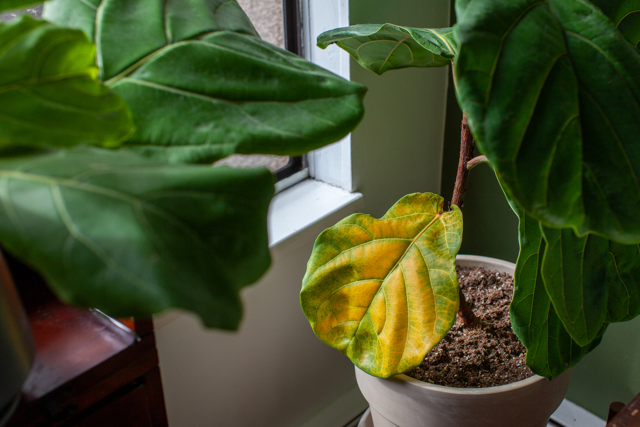 iStock-1305374841 fiddle leaf fig care fiddle leaf fig houseplant with yellowing leaves