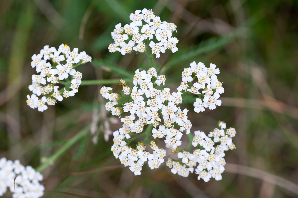 types of wildflower yarrow