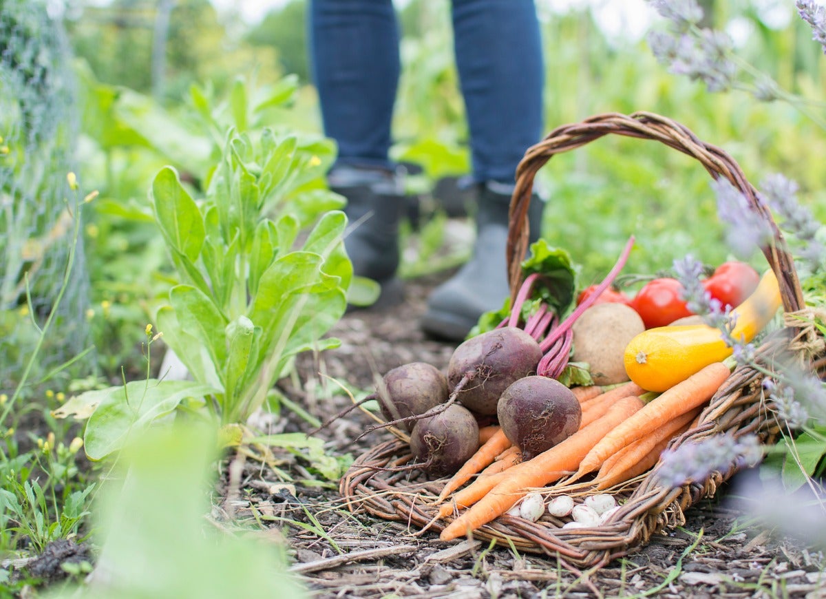 10 Ways Your Backyard Garden Can Combat Climate Change