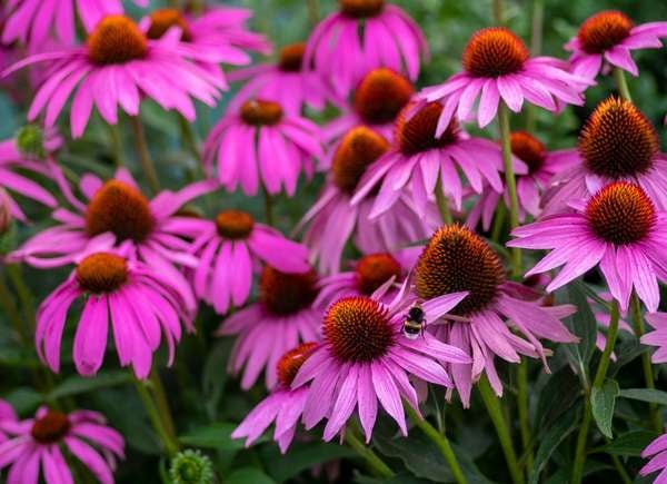 Purple Coneflower aka Echinacea purpurea