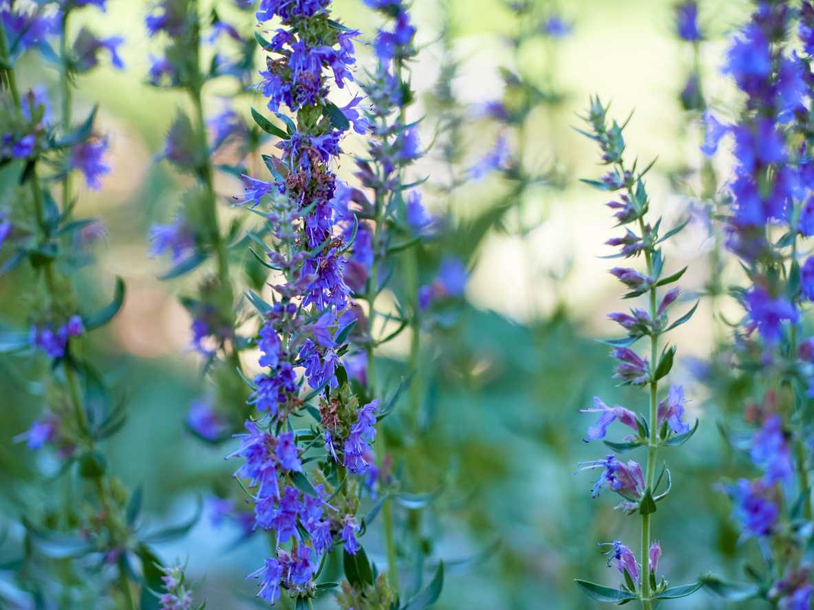 fleurs d'été