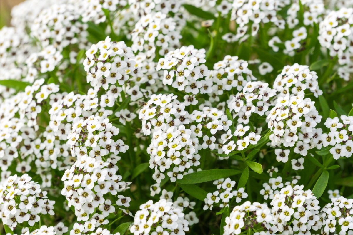 fleurs qui attirent les abeilles - petites fleurs blanches