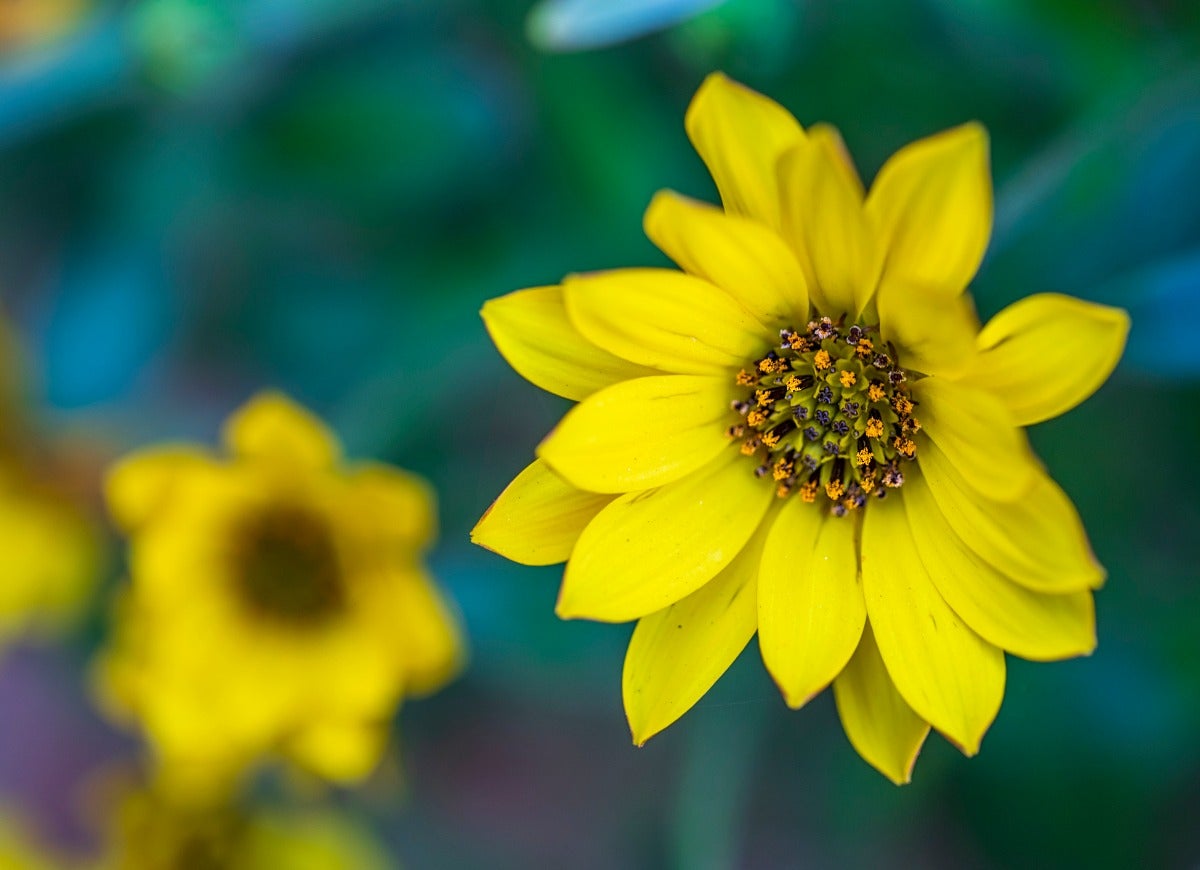 10 fleurs d'automne résistantes au froid