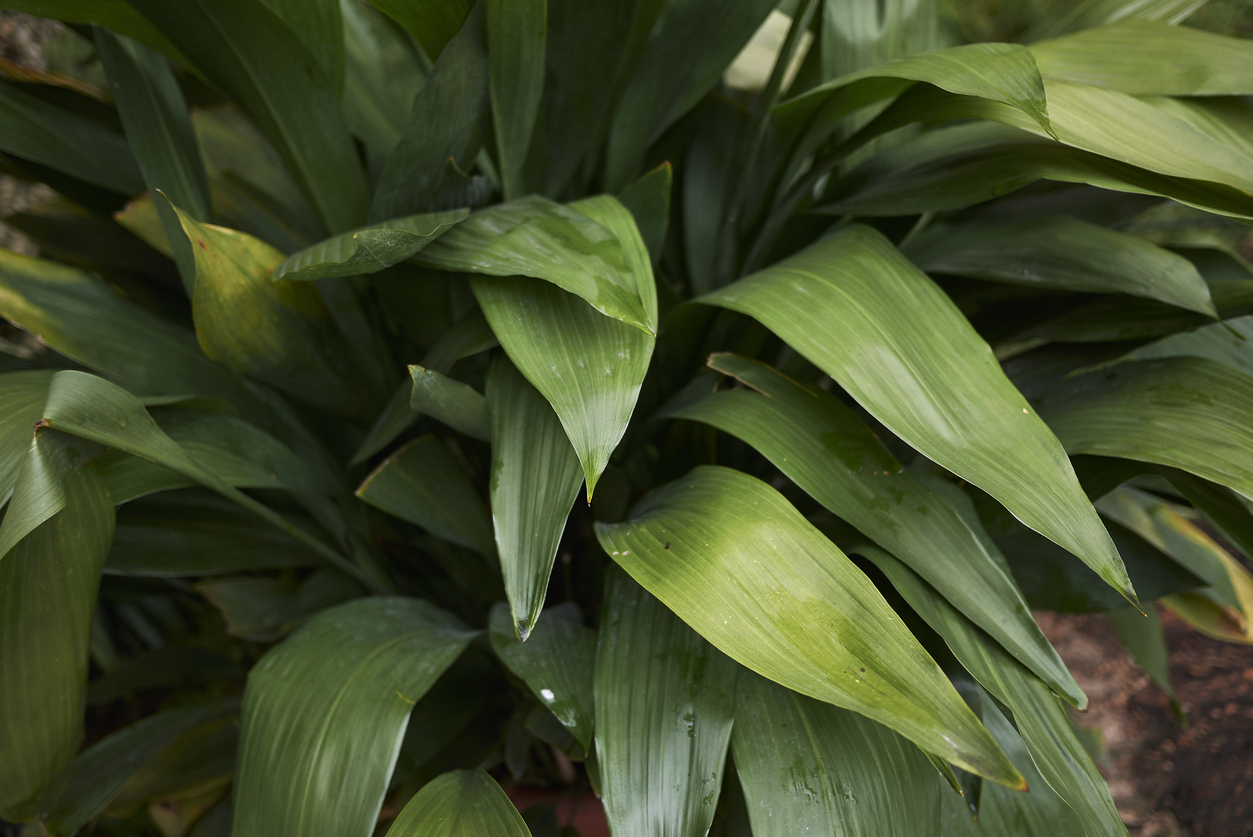 low light house plants cast iron plant green broad leaves close up