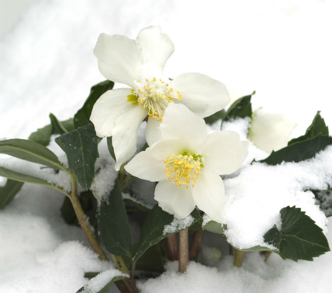 8 fleurs d'hiver colorées à connaître - La rose de Noël