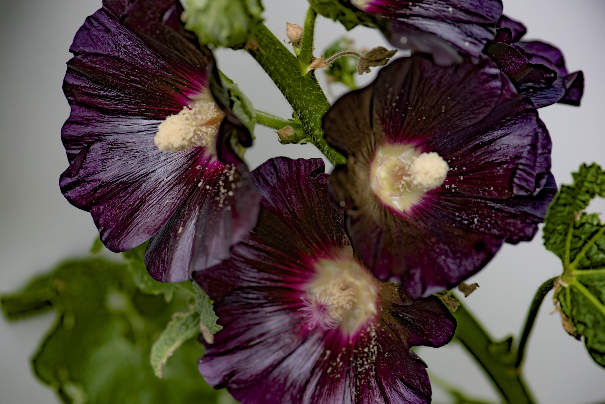 Un groupe de fleurs de rose trémière foncées en fleur sont légèrement saupoudrées de pollen.