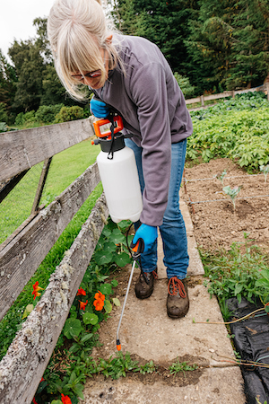 Spraying Weeds with Herbicide