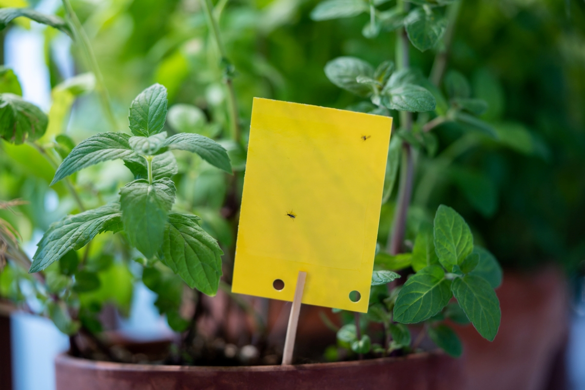 Gnats on yellow sticky trap.