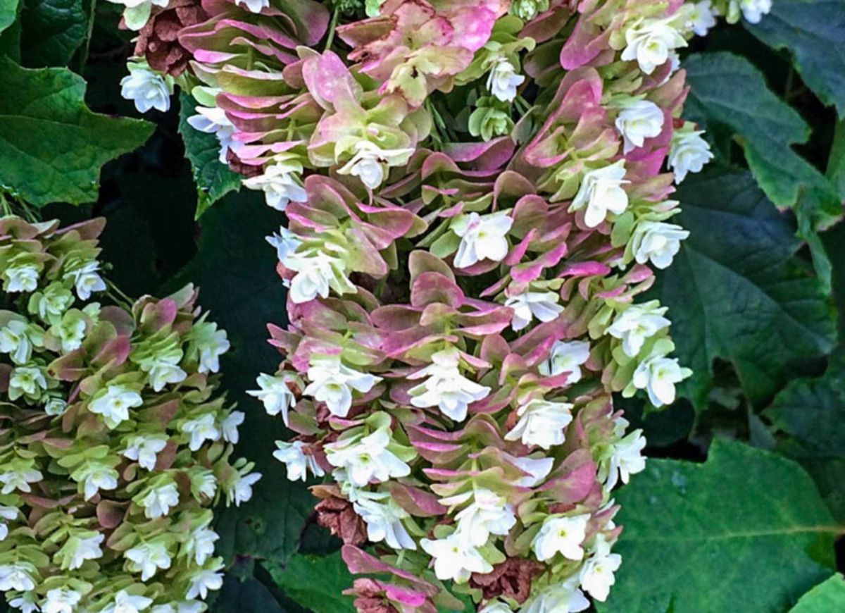 Plant These 12 Hydrangeas for a Showstopping Garden