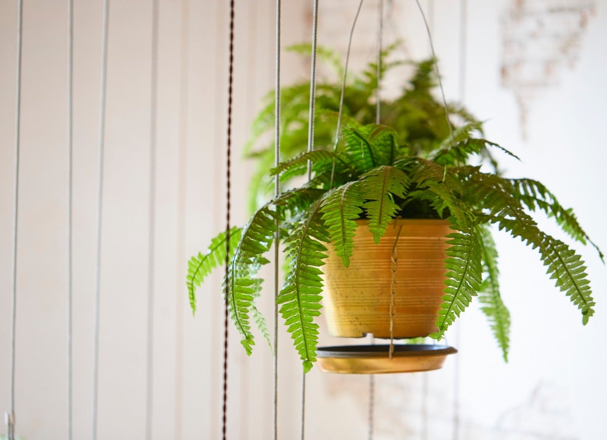 10 Trendy Houseplants That are Safe for Pets, According to Experts