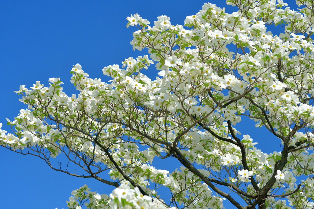 branches d'un cornouiller à fleurs blanches sur fond de ciel bleu