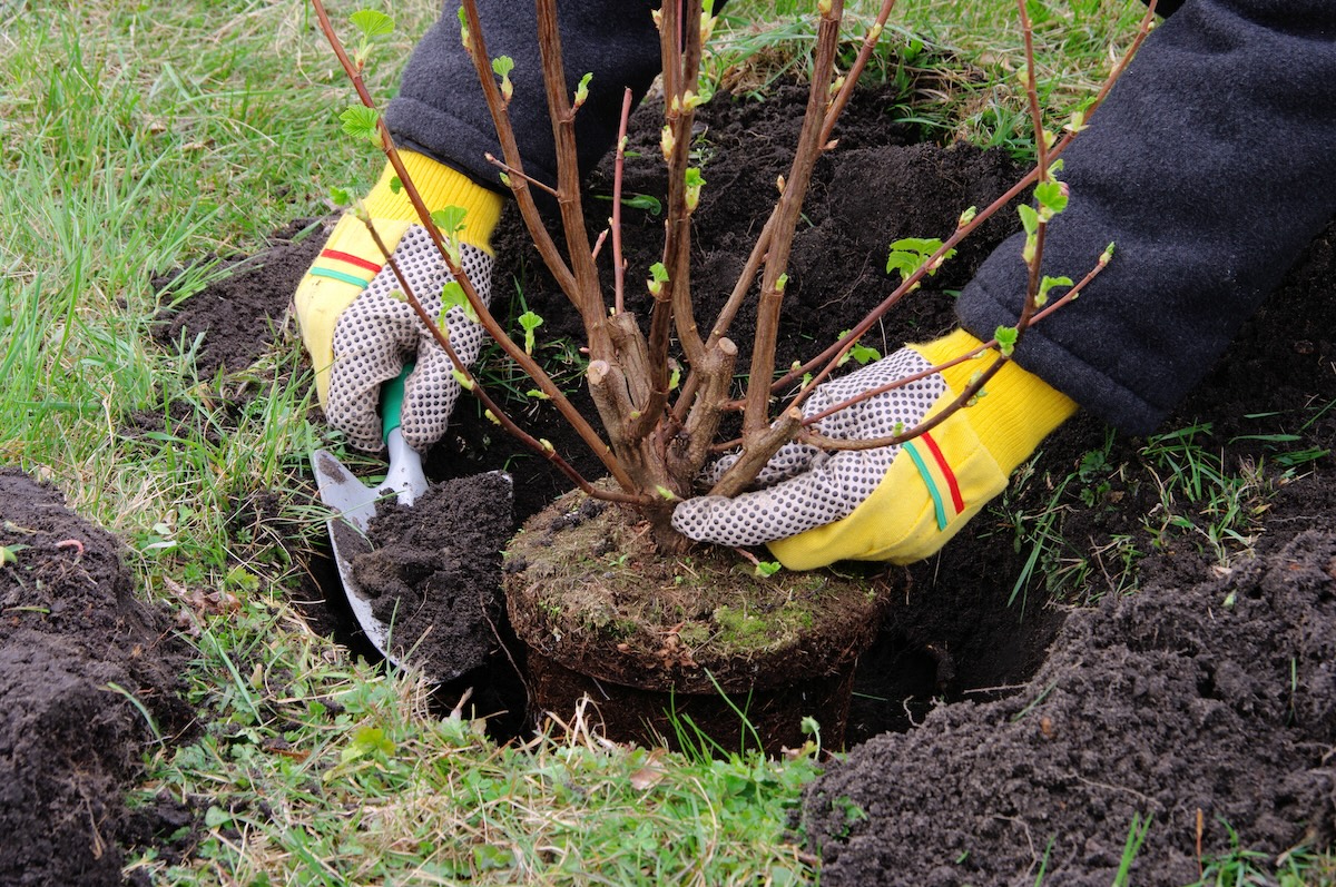 A person planting a native shrub in a diy home landscape.