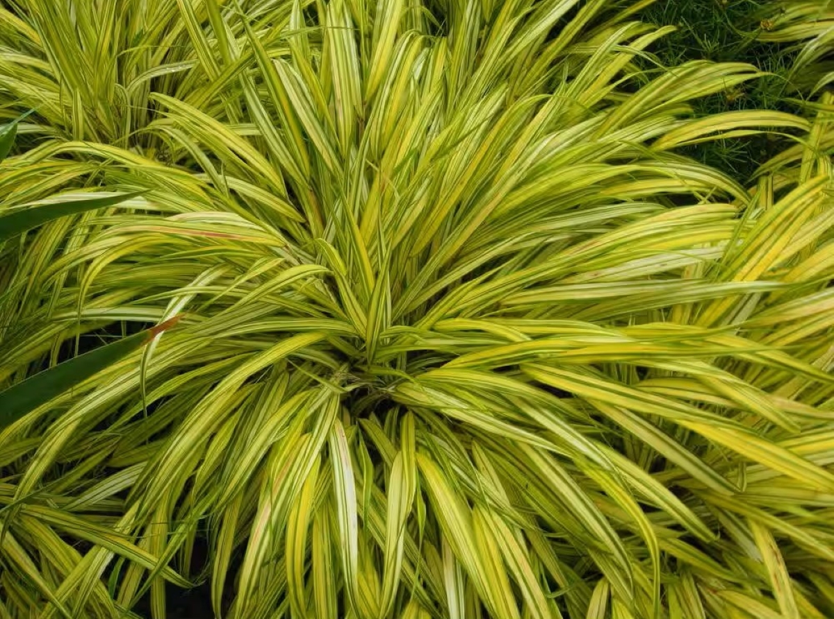 Bright yellow and green ornamental grasses.