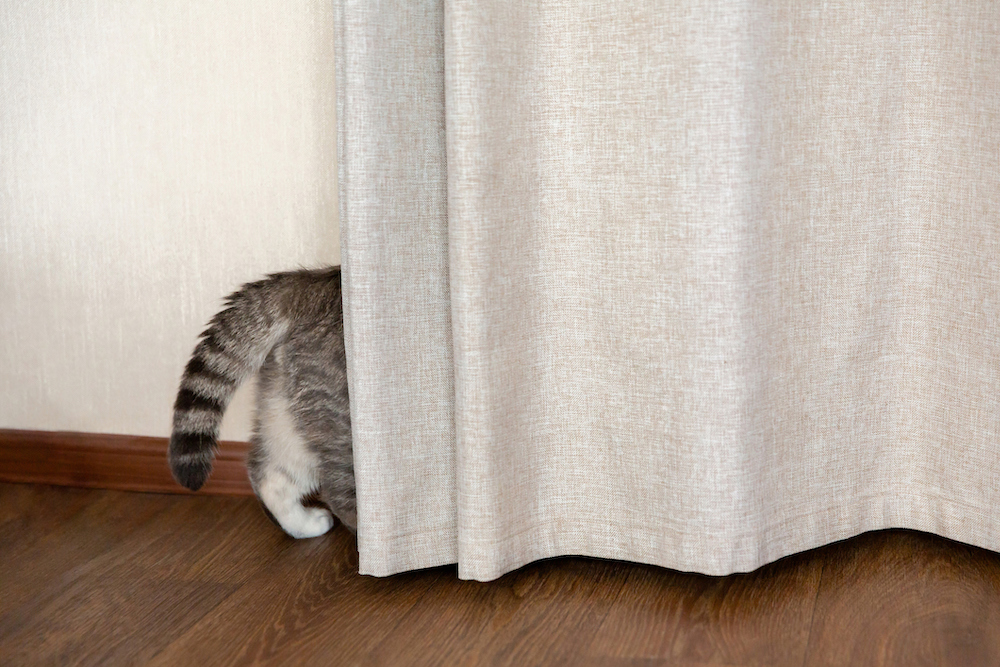 La queue et les pattes arrière d'un chat-tabby se montrent derrière un rideau beige.