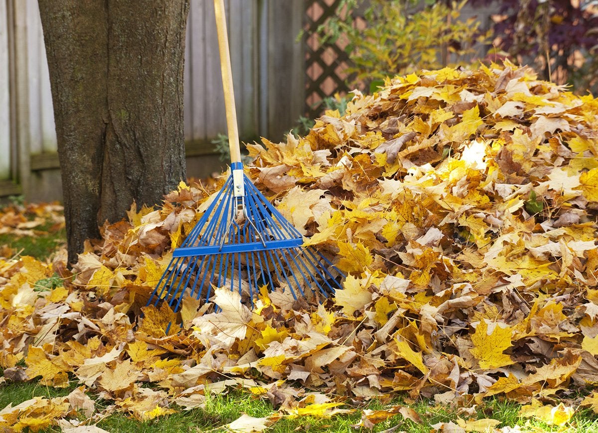 The Do’s and Don’ts of Cleaning Up Leaves