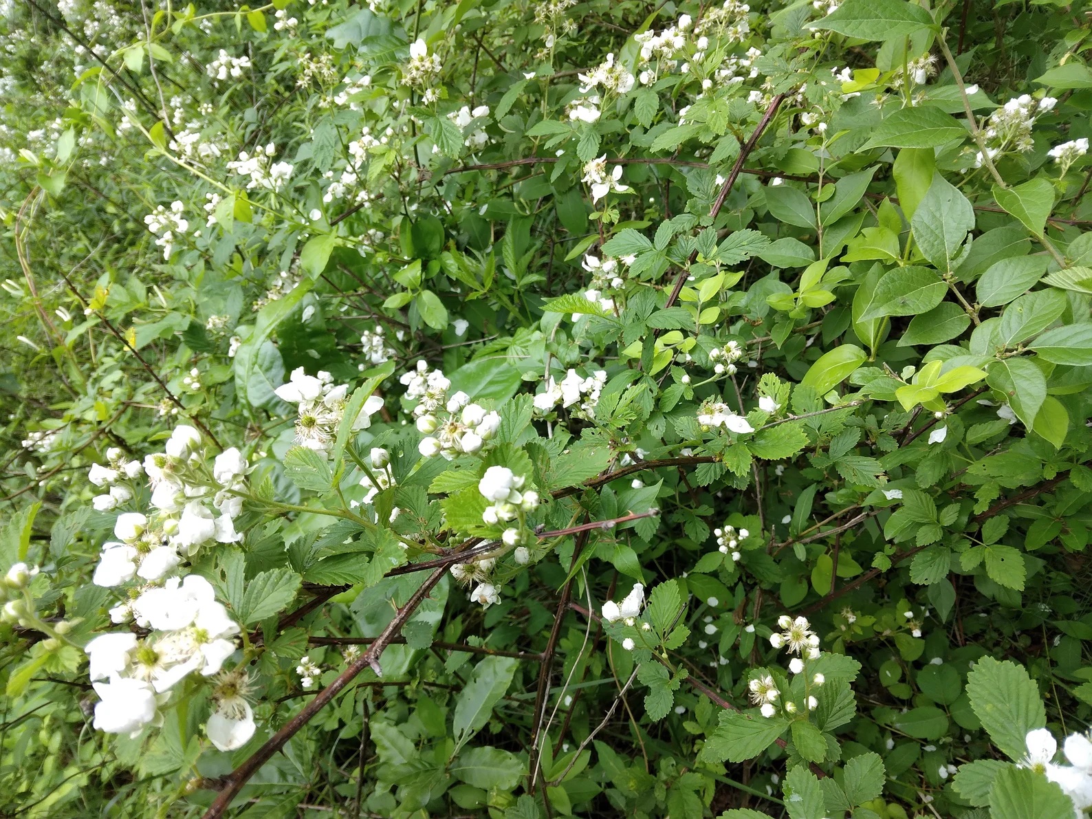 Etsy thorny plants thorned blackberry bush