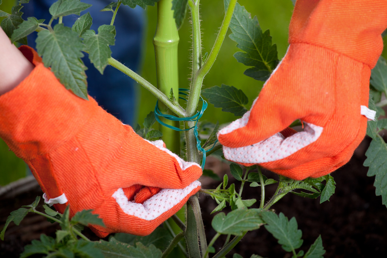 garden care while on vacation