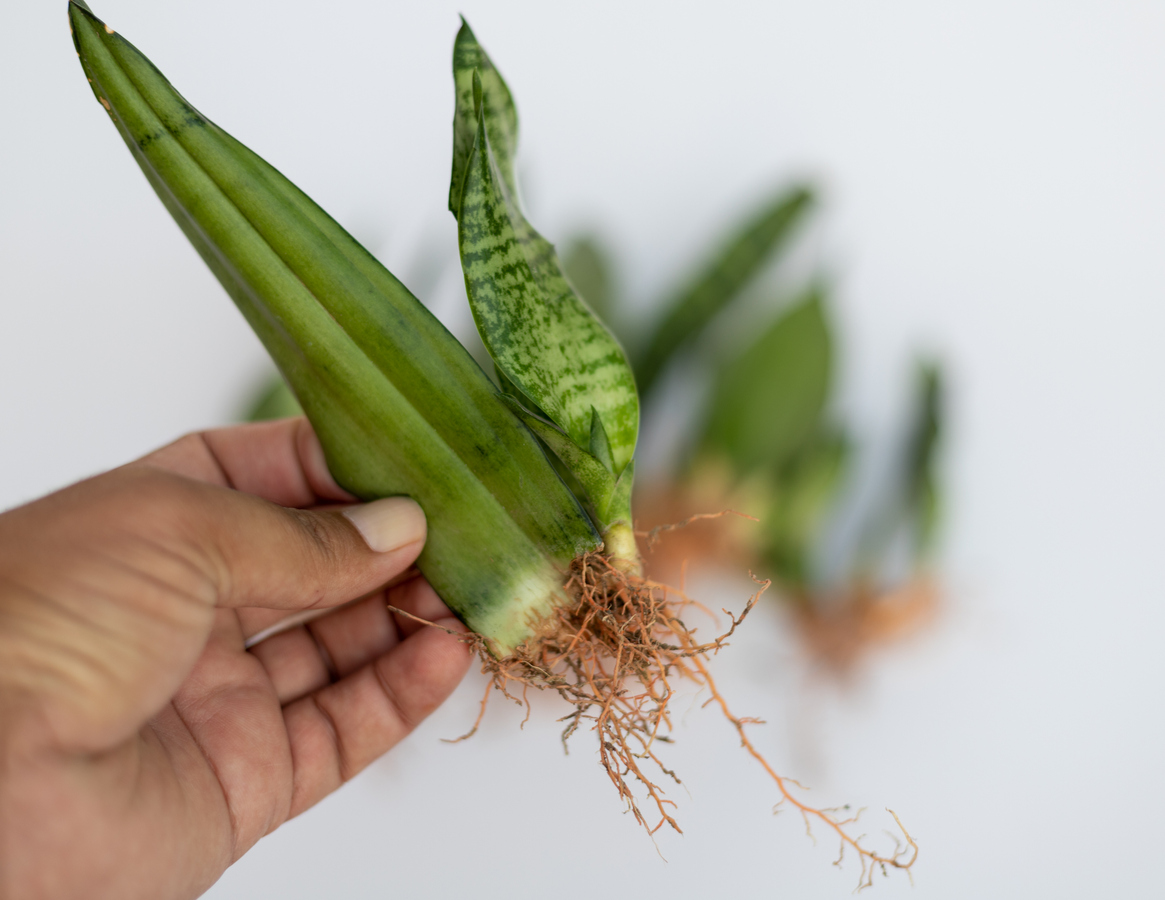 iStock-1420651545 Snake Plant Care closeup view of a snake plant leaf with new pups and roots selective focus