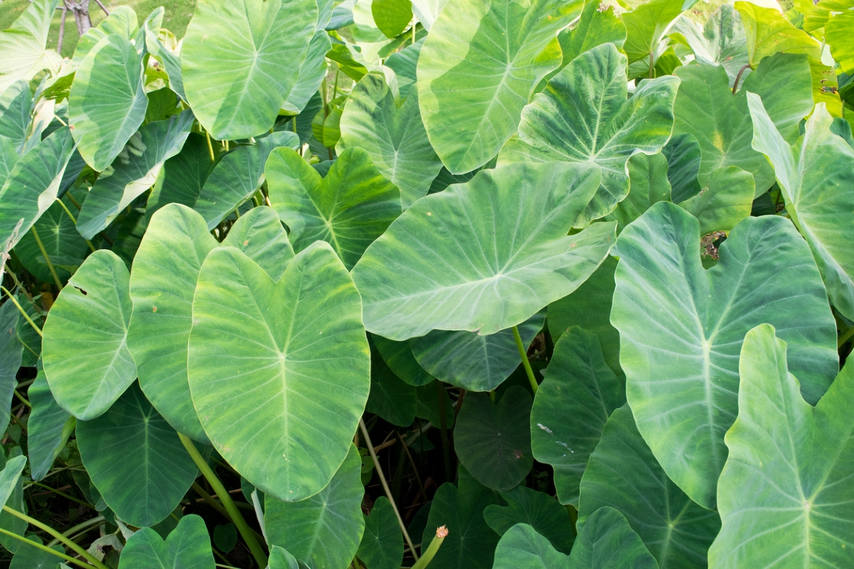 Elephant ears plants