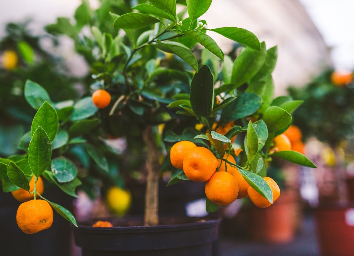 10 Indoor Fruit Trees You Can Grow at Home Year-Round