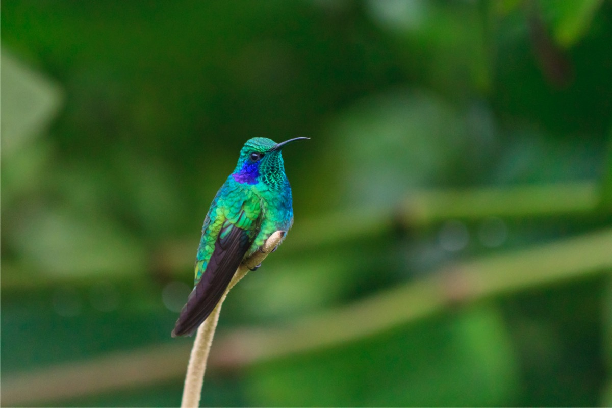 types de colibris