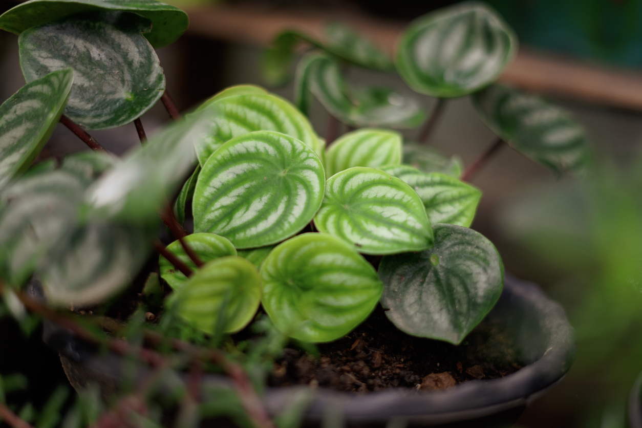 peperomia care