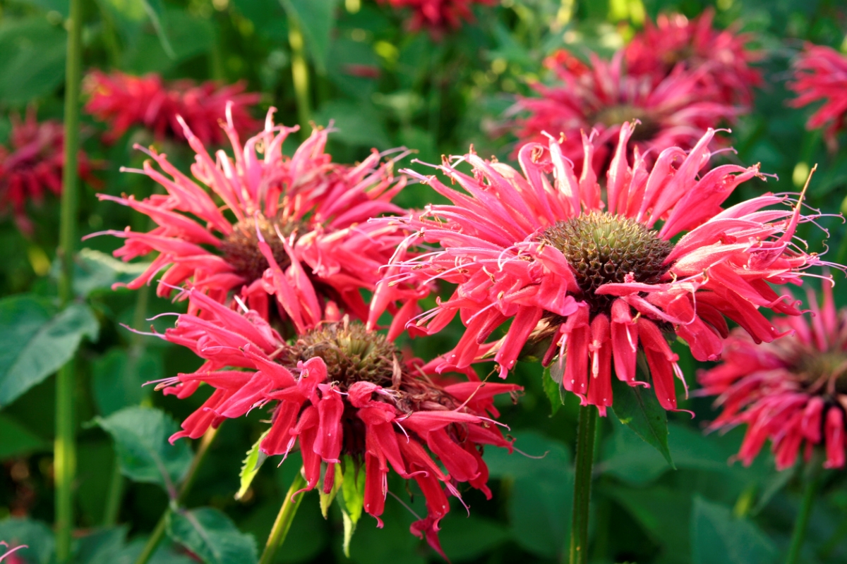 fleurs qui attirent les abeilles - fleurs de mélisse rouge