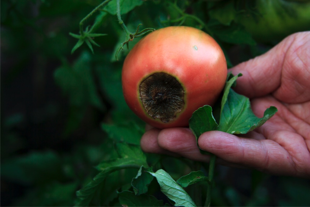 Blossom rot on red fruit.