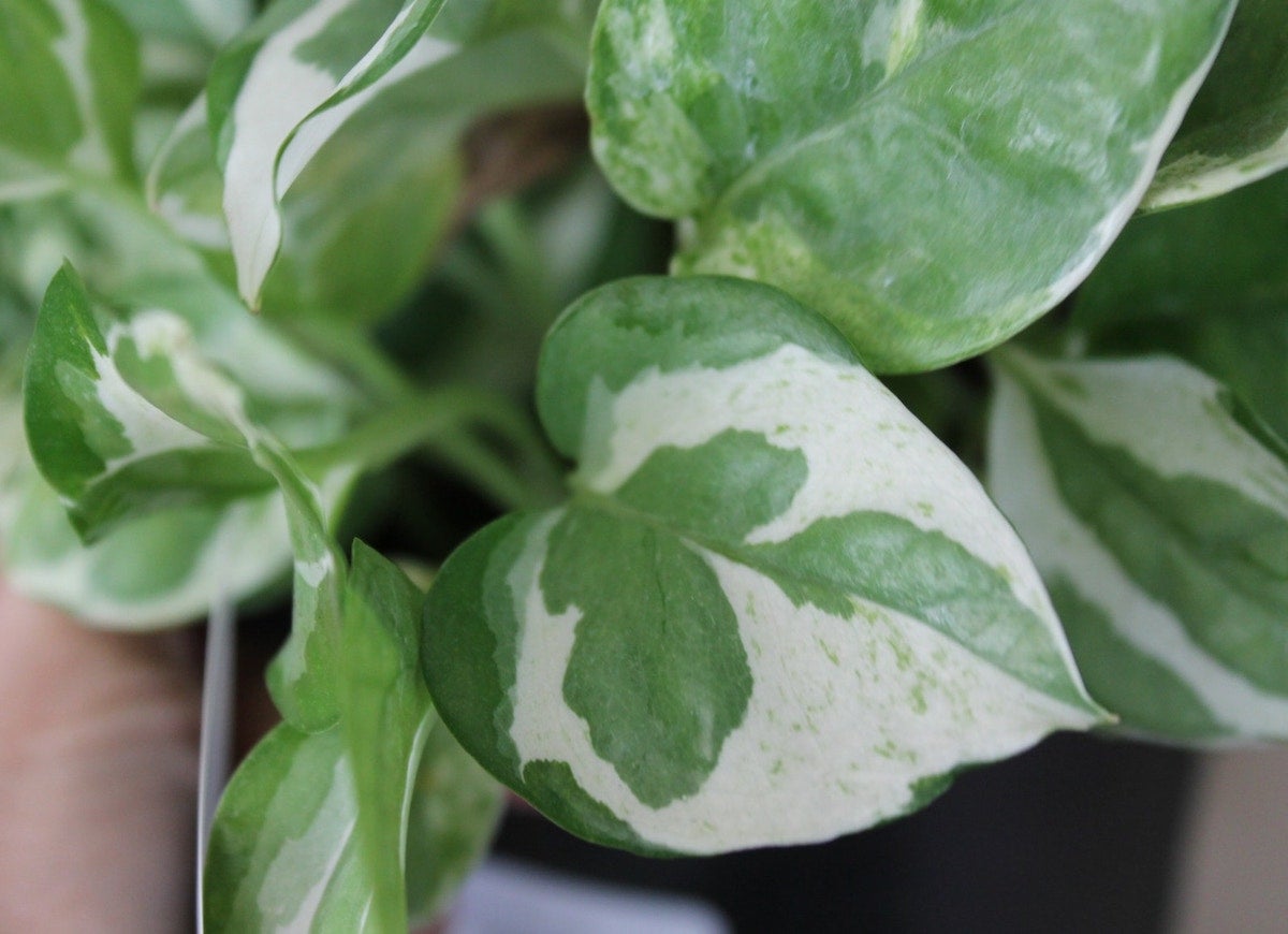 10 Pothos Varieties for Your Easy-Care Houseplant Collection