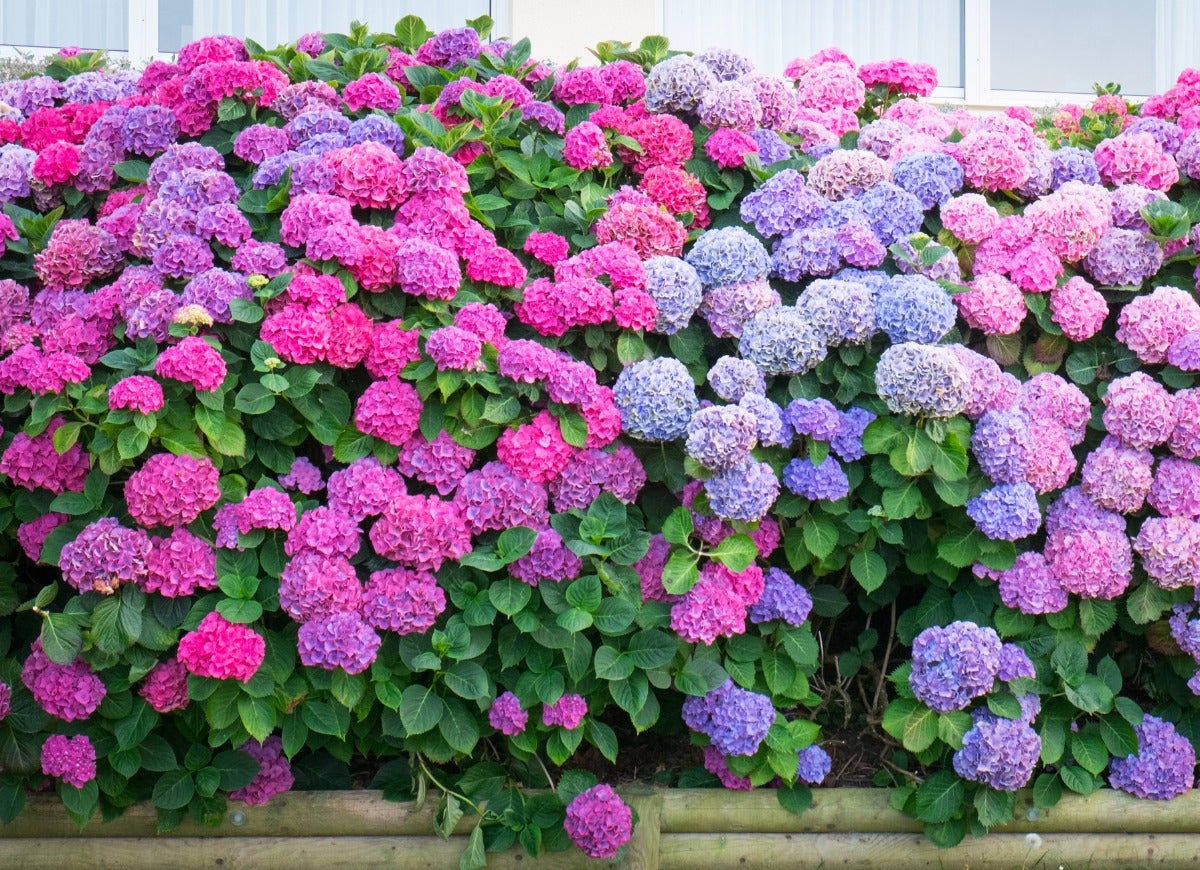 Plant These 12 Hydrangeas for a Showstopping Garden