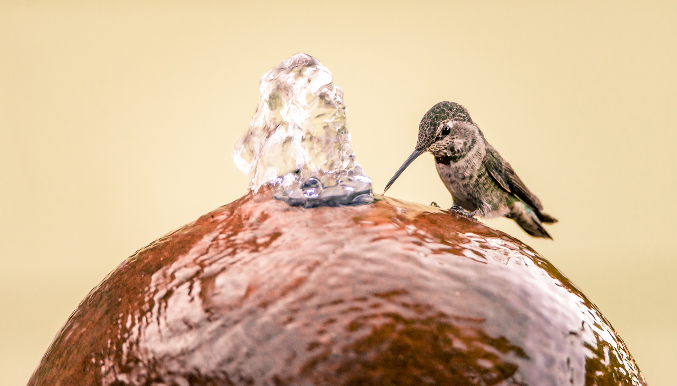 Attract More Hummingbirds to Your Yard by Avoiding These 10 Common Mistakes