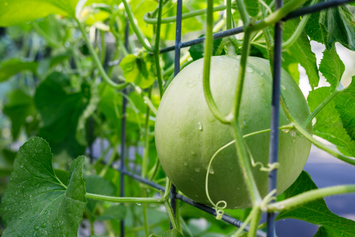 légumes grimpants