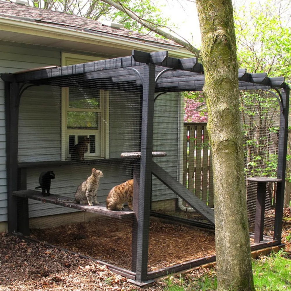 A backyard pergola converted into a large catio enclosure shades four curious-looking housecats inside.