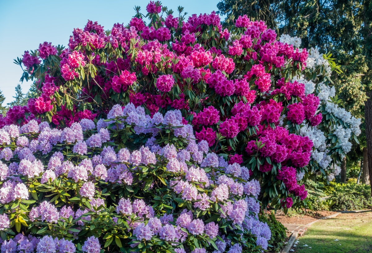 meilleurs arbustes pour le devant de la maison - grands arbustes de rhododendrons