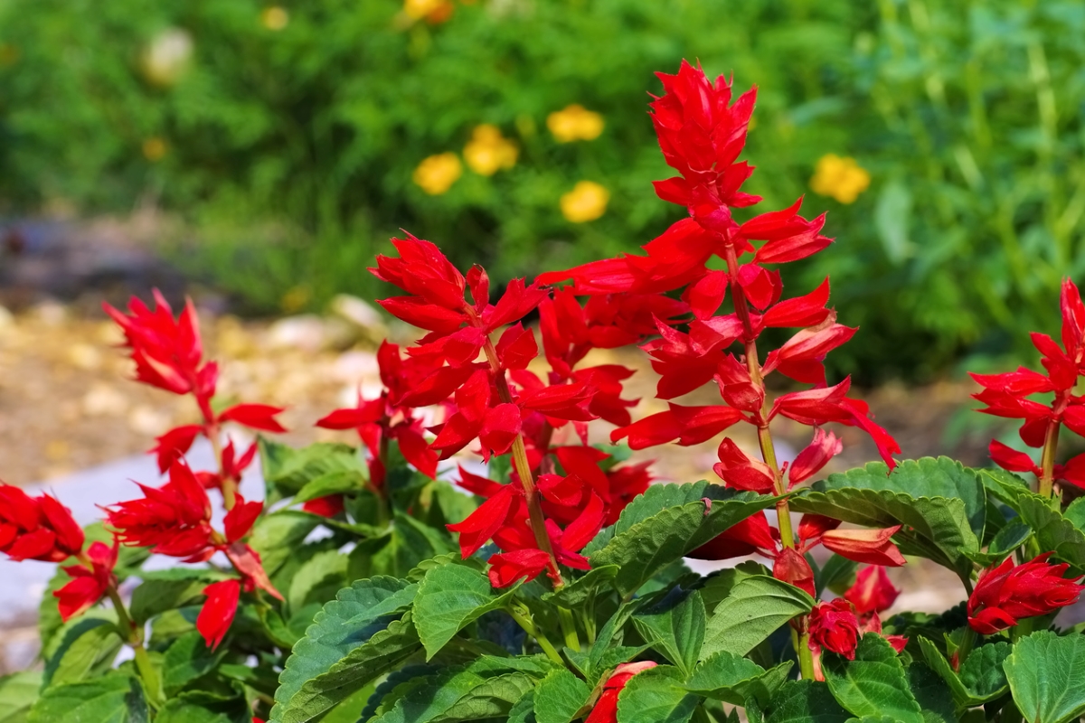 fleurs qui attirent les abeilles - fleurs de sauge rouge