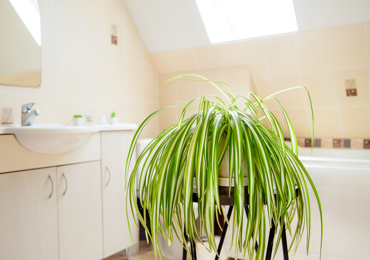 Chlorophytum comosum, called spider plant or airplane plant growing in white pot in bright white bathroom. Great air purifying plant.