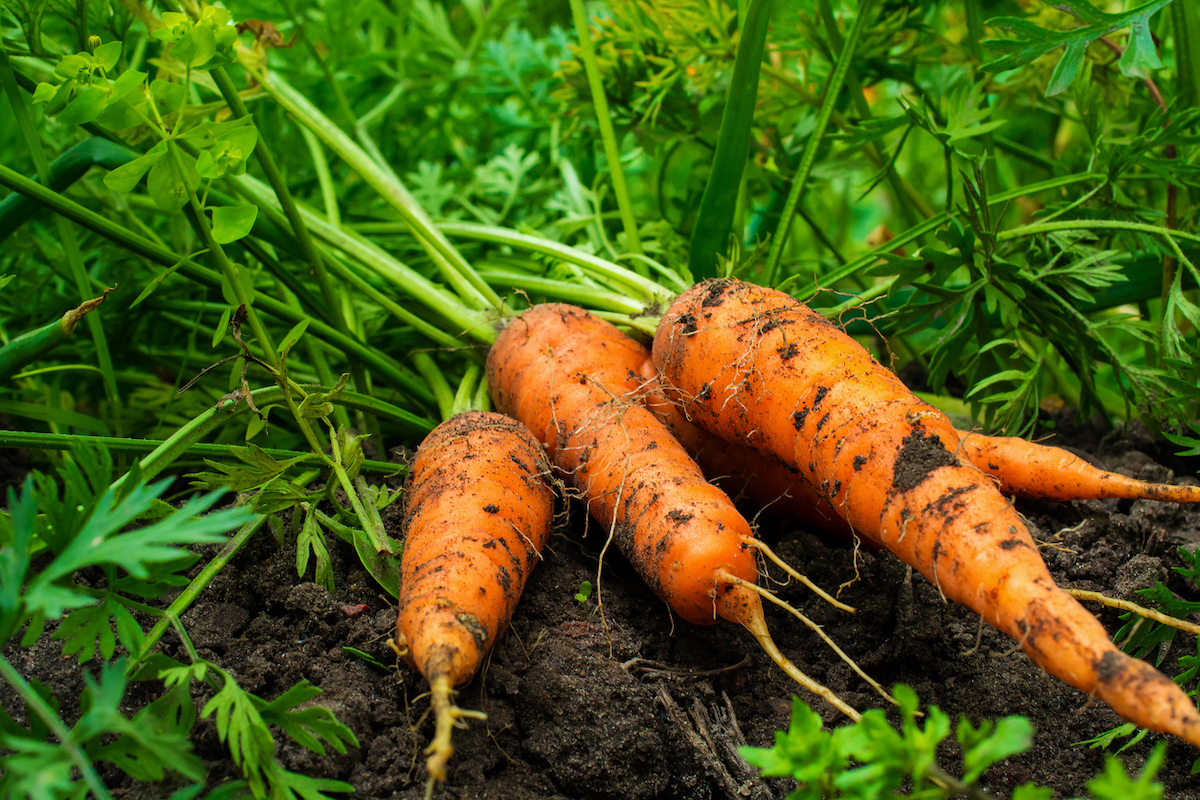 carottes récoltées dans le jardin familial en septembre