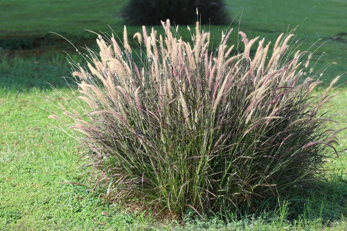 A large fountain grass bush in the yard.