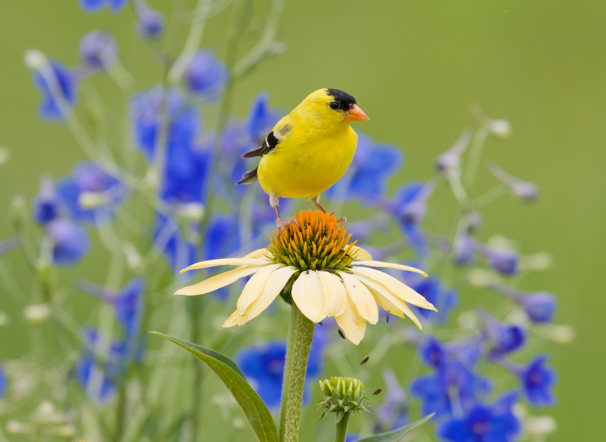 Comment attirer les oiseaux vers la mangeoire