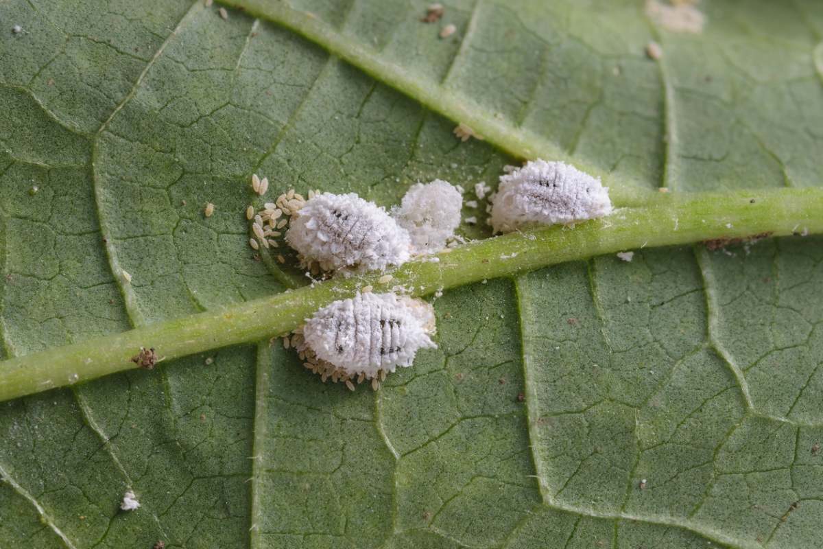 Cochenilles blanches avec des œufs.