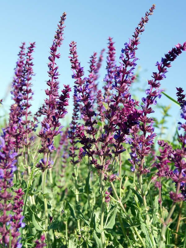 Meadow Sage (Salvia nemorosa)