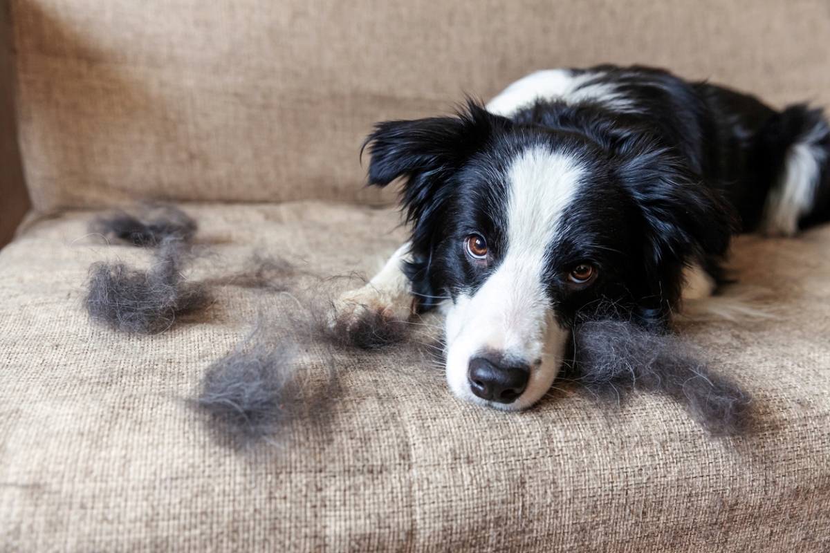 Dog beige couch with dog hair.