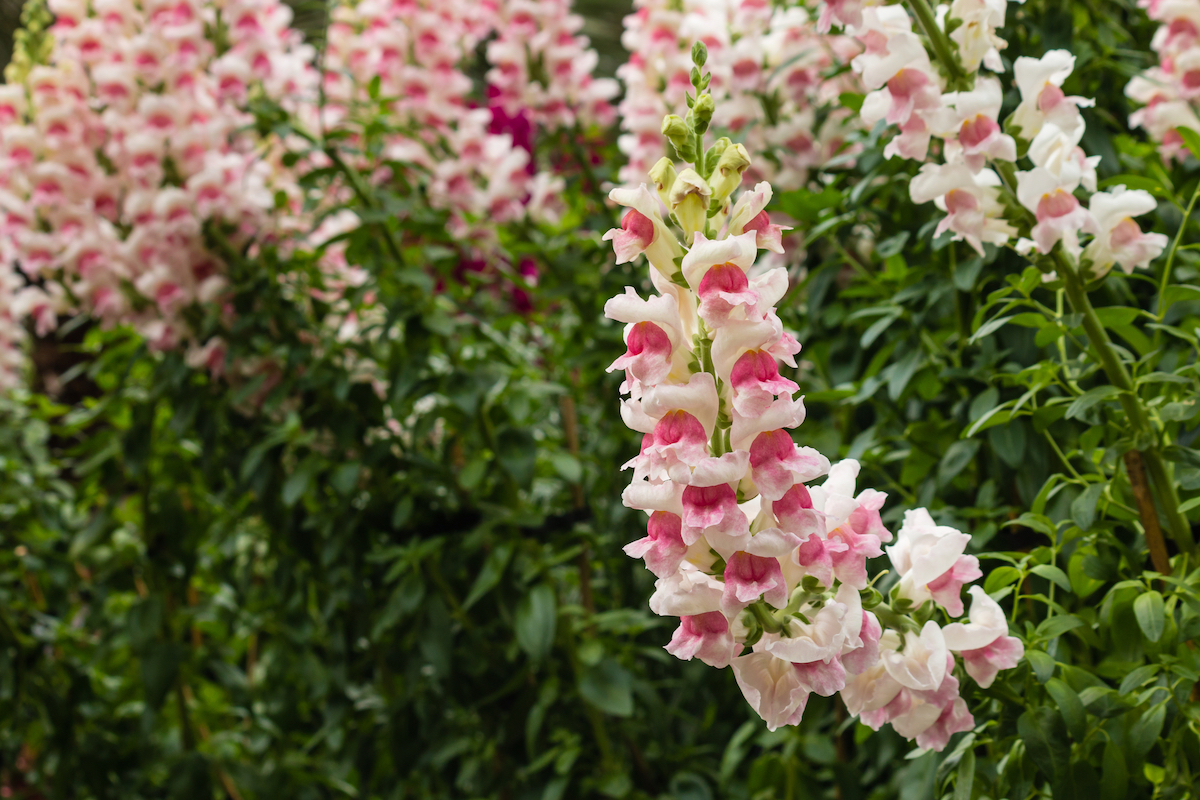 dalmatian peach foxglove flowers