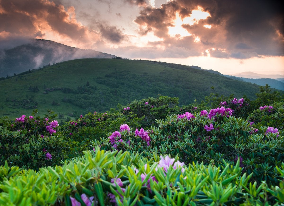 20 Places You Need to See If You Love Plants